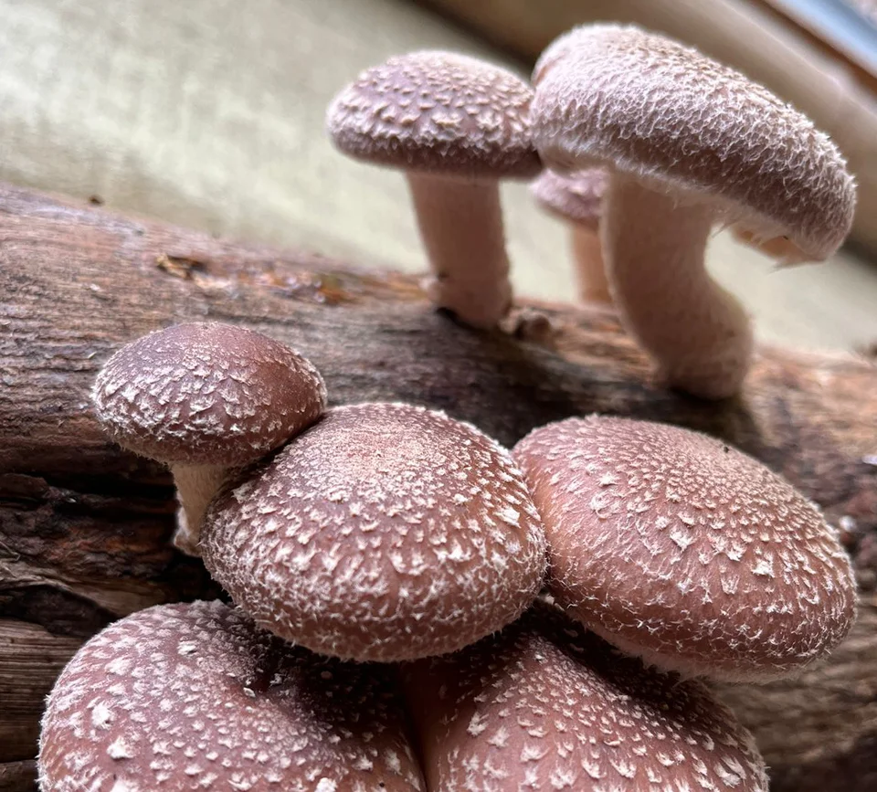 Lentinula edodes (Shiitake)